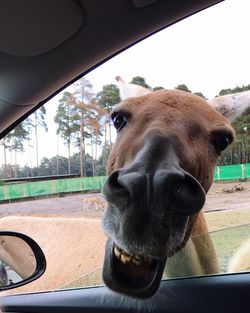 Close-up of horse