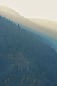 Scenic view of forest against sky