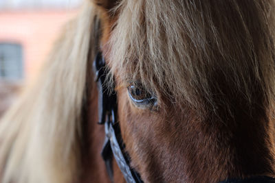 Close-up of horse