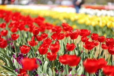 Close-up of red tulips