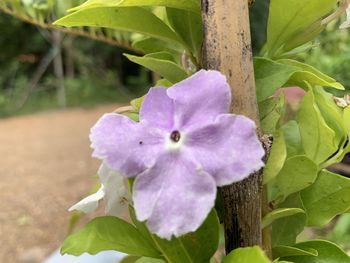 Close-up of purple flowering plant