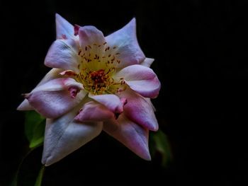 Close-up of pink rose flower against black background