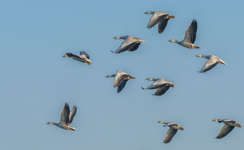 Low angle view of birds flying in the sky