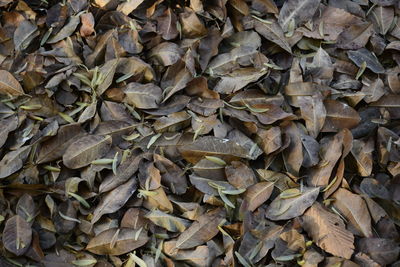 Full frame shot of dried leaves on field