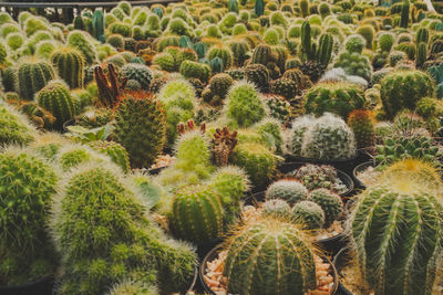 Full frame shot of succulent plants on field