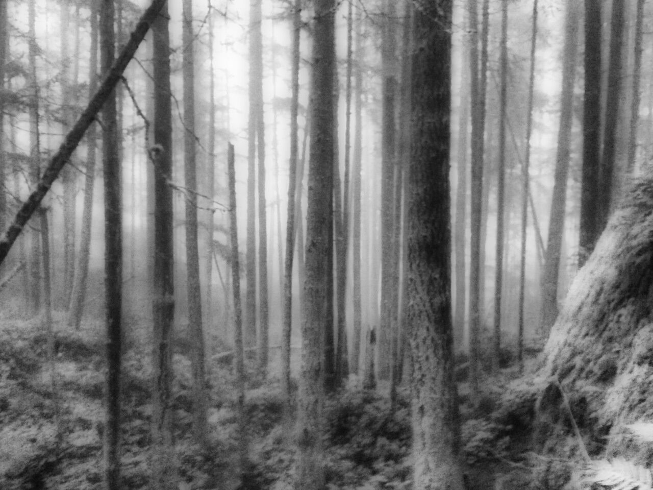 tree, tree trunk, forest, woodland, growth, nature, day, tranquility, full frame, branch, fog, no people, backgrounds, outdoors, focus on foreground, selective focus, textured, close-up, woods