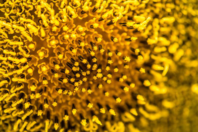 Full frame shot of yellow flowers