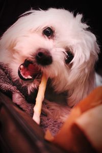 Close-up portrait of dog