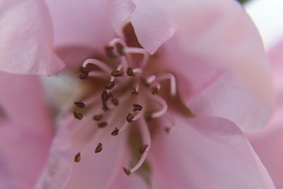 Macro shot of pink rose flower