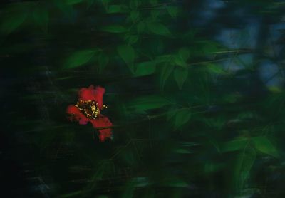 Close-up of red flower against blurred background