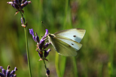 Close-up of butterfly on purple flower