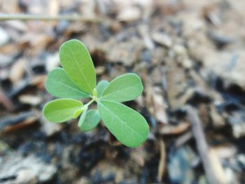 Close-up of plant