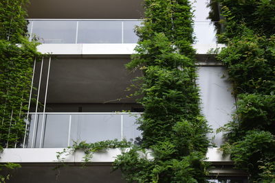 Low angle view of plants on building