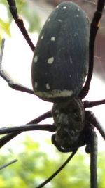 Close-up of insect on tree