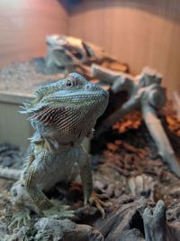 Close-up of a lizard