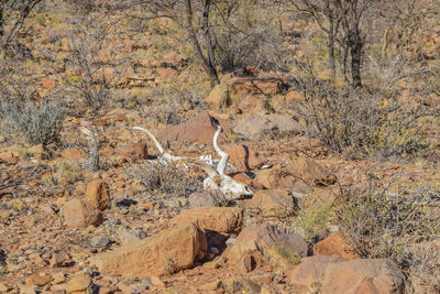 View of lizard on rock