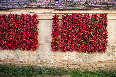 Red flowers growing on plant against wall