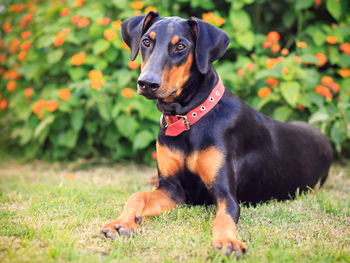 Dog looking away on field