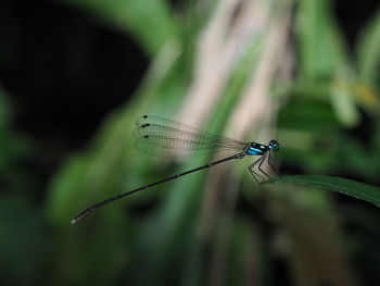 Close-up of dragonfly on blade of grass