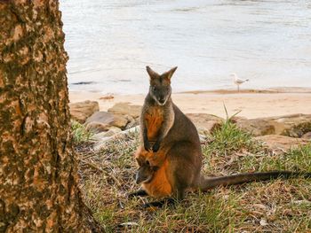 Kangaroos on field by beach