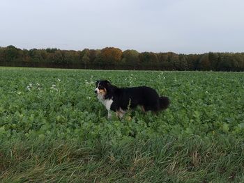 View of dog on grassy field