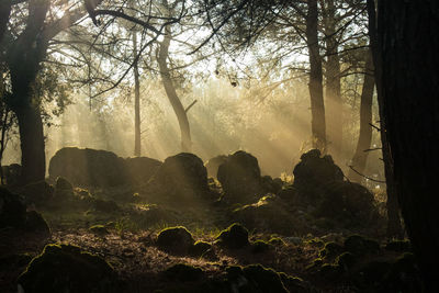 Sunlight streaming through trees in forest