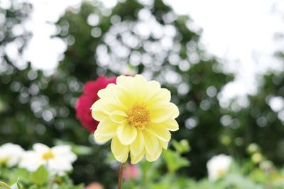 Close-up of yellow flowering plant