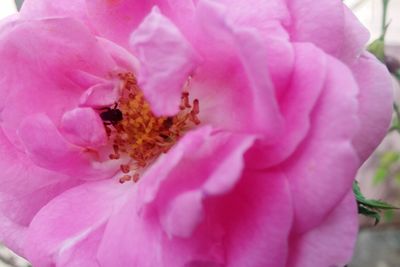 Close-up of pink flower