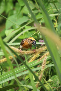 Close-up of a bird perching on plant