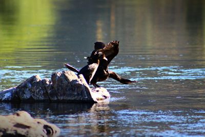 View of ducks swimming in lake