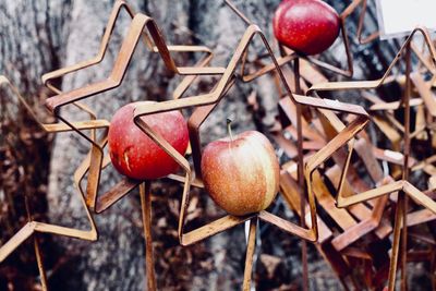 Close-up of apples 