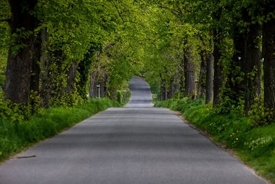 Empty road amidst trees in forest during spring