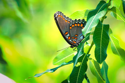 Close-up of butterfly on leaves