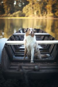 Dog sitting on lake against trees