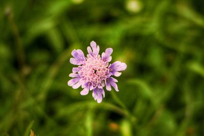 Close-up of pink flower blooming outdoors