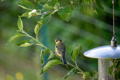 A yellow titmouse songbird on a branch