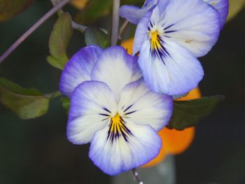 Close-up of purple flowers