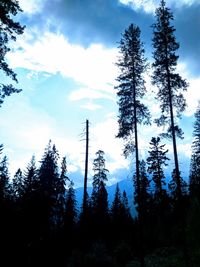 Low angle view of pine trees against sky