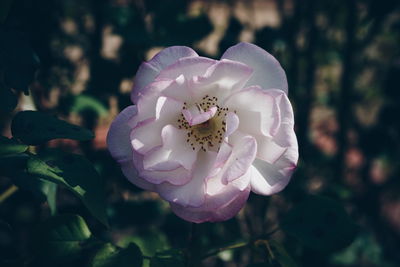 Close-up of white flowering plant