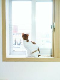 Close-up of dog looking through window