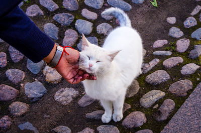 Cropped hand pampering white cat on footpath