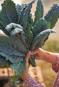 Close-up of hand holding leaves