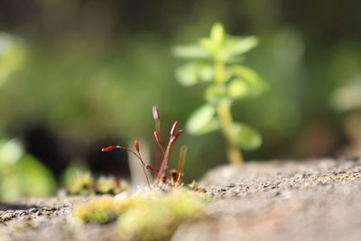 Close-up of plant growing outdoors