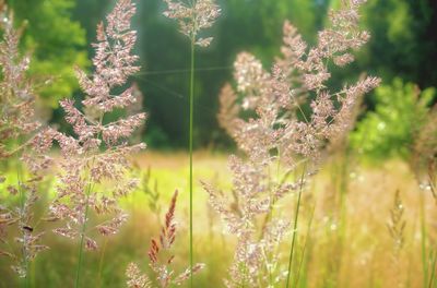 Close-up of plant growing on field