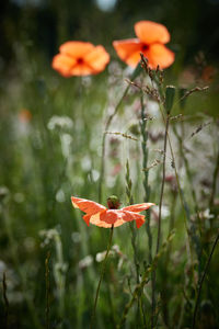 Close-up of orange poppy on field