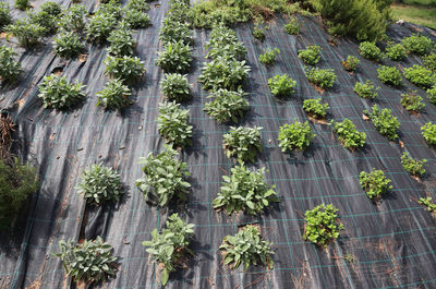 Botanical garden with sage and mint for the preparation of dishes of south european origin