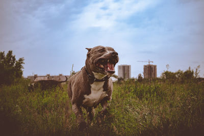 Dog on grassy field