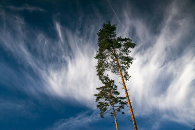 Low angle view of tree against sky