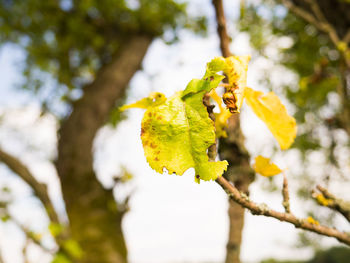 Close-up of yellow leaf on tree