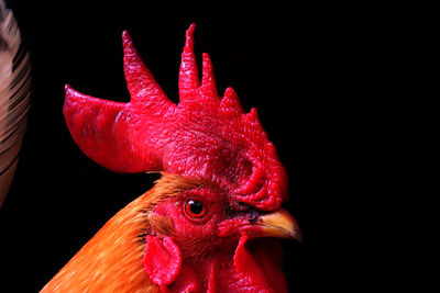 Close-up of a hen over black background